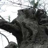 Foto scattata dall'olivicoltore Ivano Gioffreda, il 17 novembre scorso, sulla S.P. Chiesanuova-Gallipoli, in piena zona rossa: l'albero mostra gi� i primi germogli, malgrado fosse stato ritenuto morto
